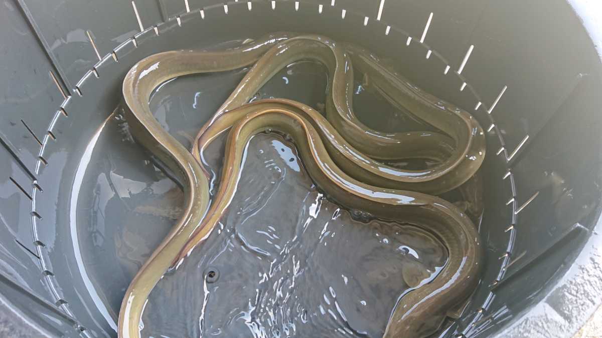 岡山産　天然ウナギ『中くらい40cm～50cm　900g 4匹』 観賞用食用　