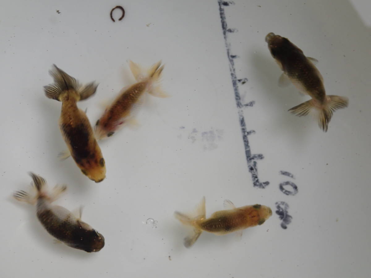 定番，格安 岐阜ペパーミント 最終選別完了幼魚 らんちゅう 幼魚 丈夫な画像の5匹 №5 色変わり中(らんちゅう)｜売買されたオークション情報、yahooの商品情報をアーカイブ公開 - オークファン らんちゅう