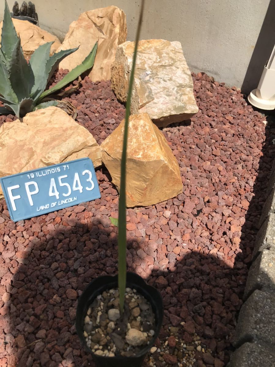trithrinax campestris トリスリナクス カンペストリス トリス