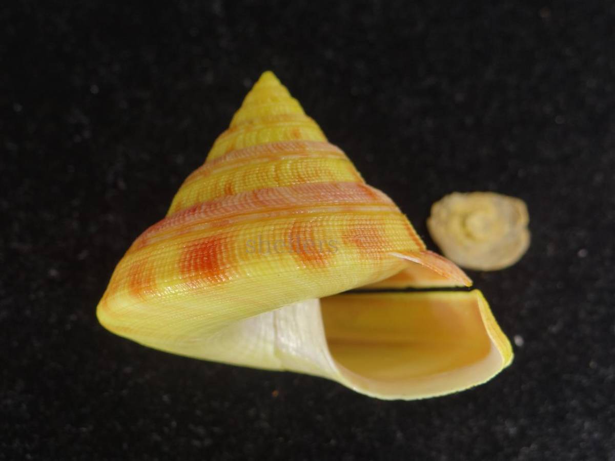 貝標本 リュウグウオキナエビス リュウグウオキナエビス 貝標本