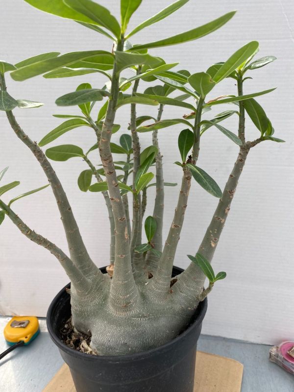 アデニウム オベスム 塊根植物 コーデックス Adenium obesum 観葉植物