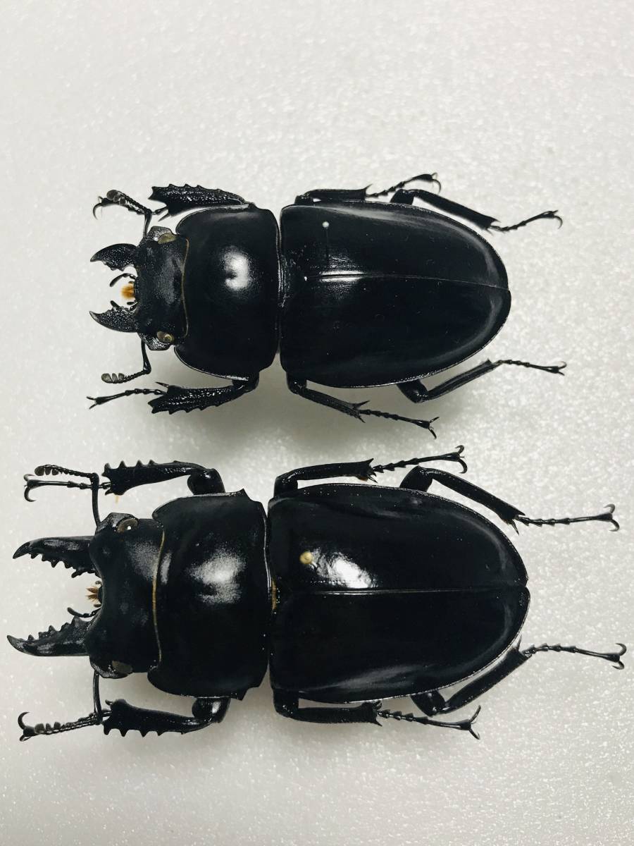 アマミマルバネクワガタ 奄美大島 - 2A マルバネクワガタ | 昆虫Shop