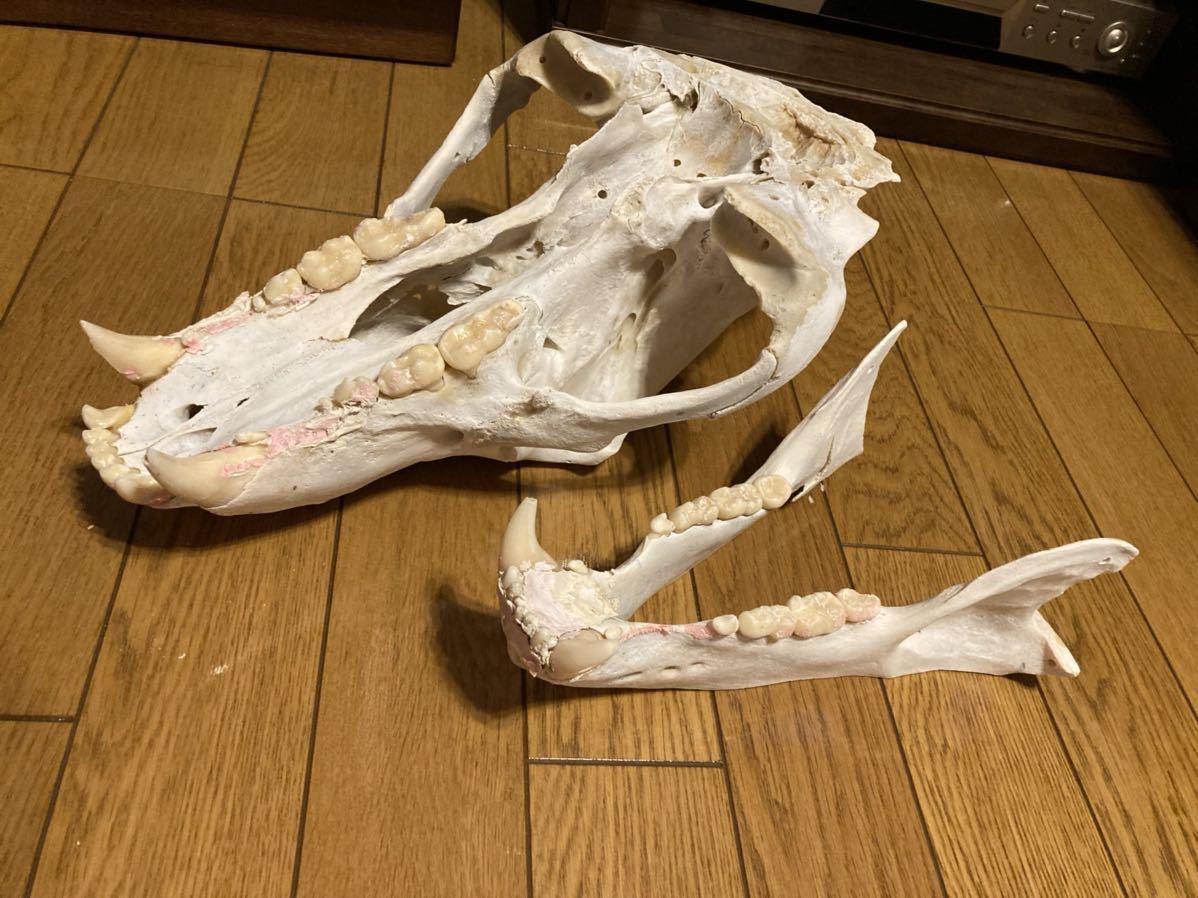 ヒグマ 頭骨 羆 頭蓋骨 羆頭骨 ヒグマ剥製 北海道羆 ヒグマ オブジェ