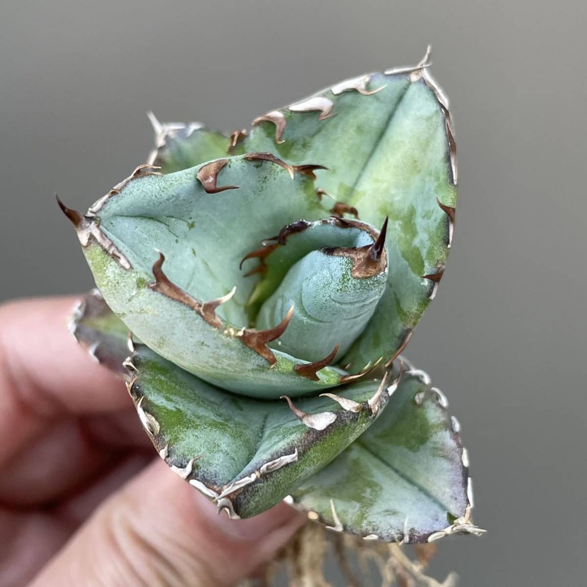 ひこきな アガベ 園芸ネット本店｜アガベ：スーパークラウン 7号22-04 の