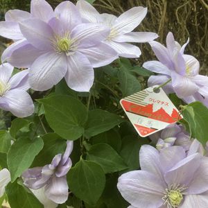 クレマチスの平均価格は1 258円 ヤフオク 等のクレマチスのオークション売買情報は466件が掲載されています