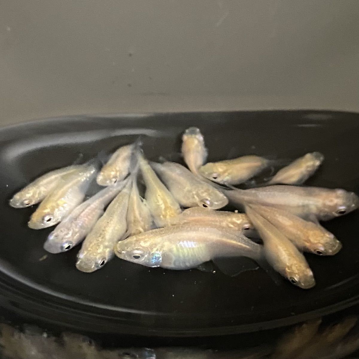 狸のめだか屋さん 格安 白ダルマ ミックス メダカ 卵30個 A 有精卵 めだか 青めだか 白めだか 改良めだか 魚類 水生生物 売買されたオークション情報 Yahooの商品情報をアーカイブ公開 オークファン Aucfan Com