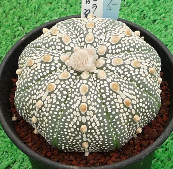 サボテン、多肉植物 ミラクル兜-5 サボテン ☆サボテン・多肉植物