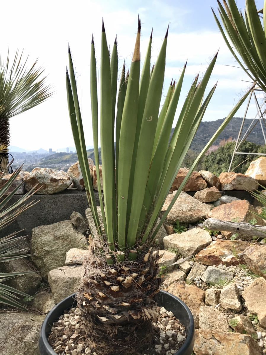 ファクソニアーナ ユッカ faxoniana | yucca 種子Yucca Faxoniana 
