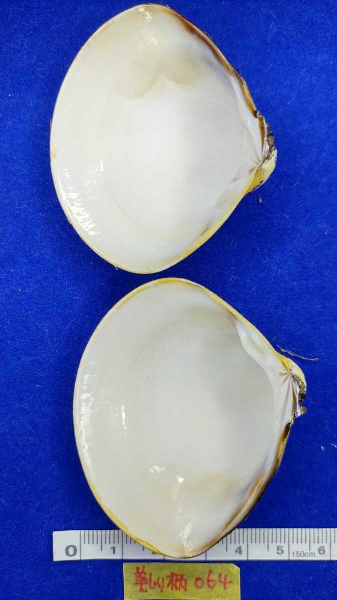 ハマグリ 美しい柄 064 貝合わせ 貝覆い 蛤 貝殻 標本 東京湾産 手芸 材料 ハンドメイド コレクション 天然 非加熱 素材 材料 売買されたオークション情報 Yahooの商品情報をアーカイブ公開 オークファン Aucfan Com