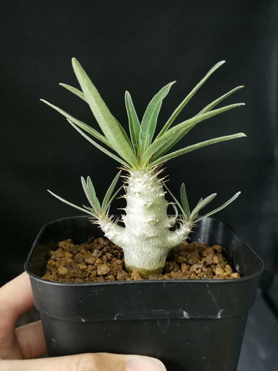 実生 グラキリス パキポディウム 2019年播種 塊根植物 コーデックス