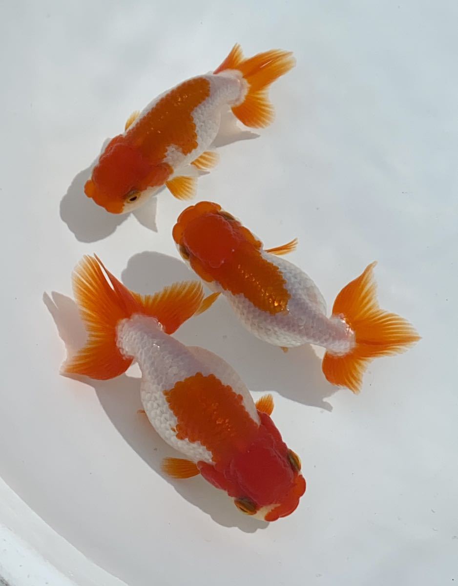 宇野系らんちゅう 2歳魚 面更紗等 3匹セット ② 宇野系らんちゅう 