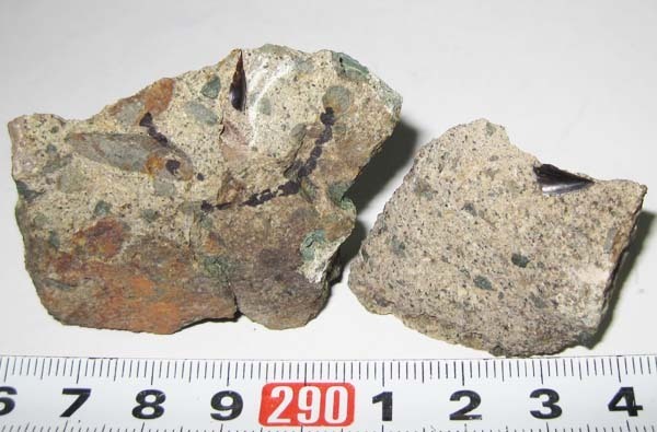 【送料無料，お得】 日本の化石 北海道芦別市キムン川のサメの歯/２個セット(化石)｜売買されたオークション情報、yahooの商品情報をアーカイブ公開 - オークファン 化石