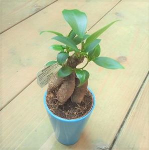 観葉植物のヤフオク の相場 価格を見る ヤフオク の観葉植物のオークション売買情報は1 0件が掲載されています