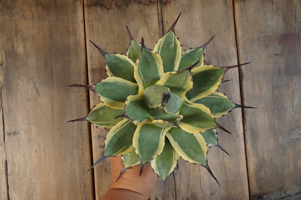 3，中株 抜き苗 選抜株 アガベ クリームスパイク Agave Cream Spike