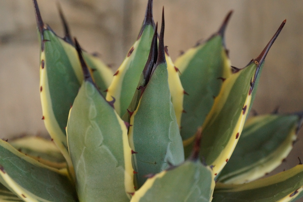 3，中株 抜き苗 選抜株 アガベ クリームスパイク Agave Cream Spike