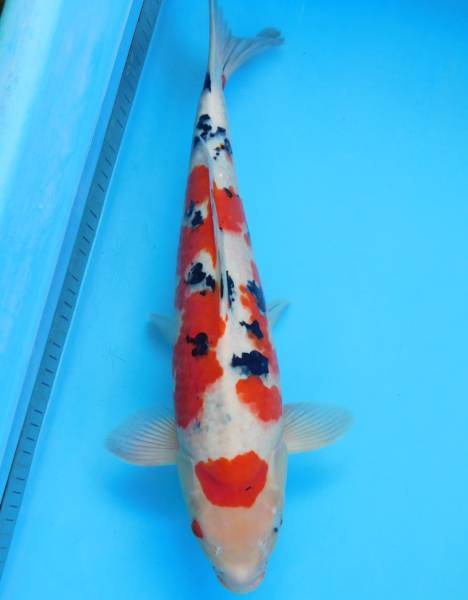 ボーナスセール！□□□岡本錦鯉 7-17 阪井系大正三色 45cm2才