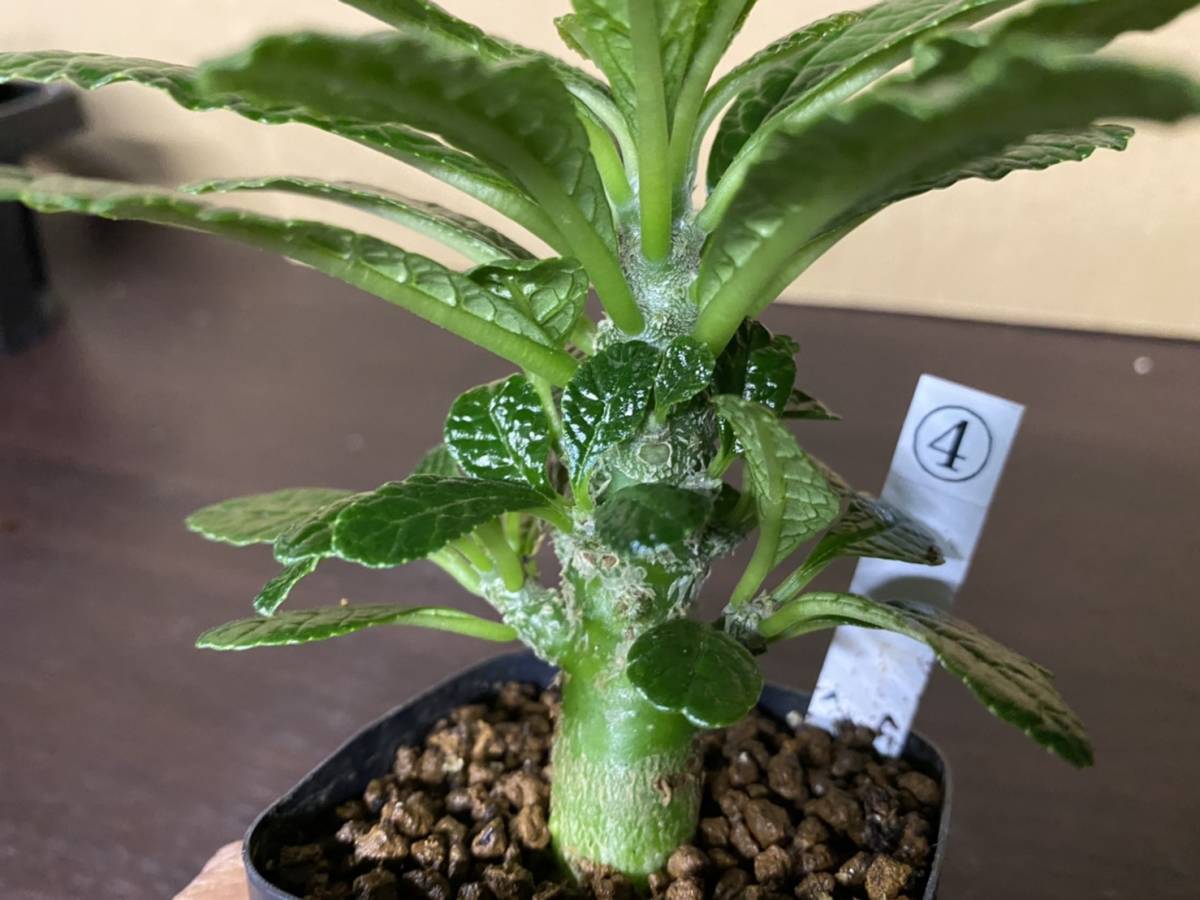 塊根植物 ドルステニア ギガス実生苗④ ギガス ドルステニア 塊根植物 ドルステニア ギガス実生苗④ ギガス ドルステニア
