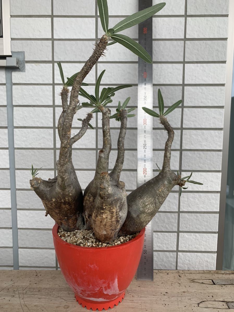 パキポディウム グラキリス 4頭株 良型 大型株 発根済み Pachypodium