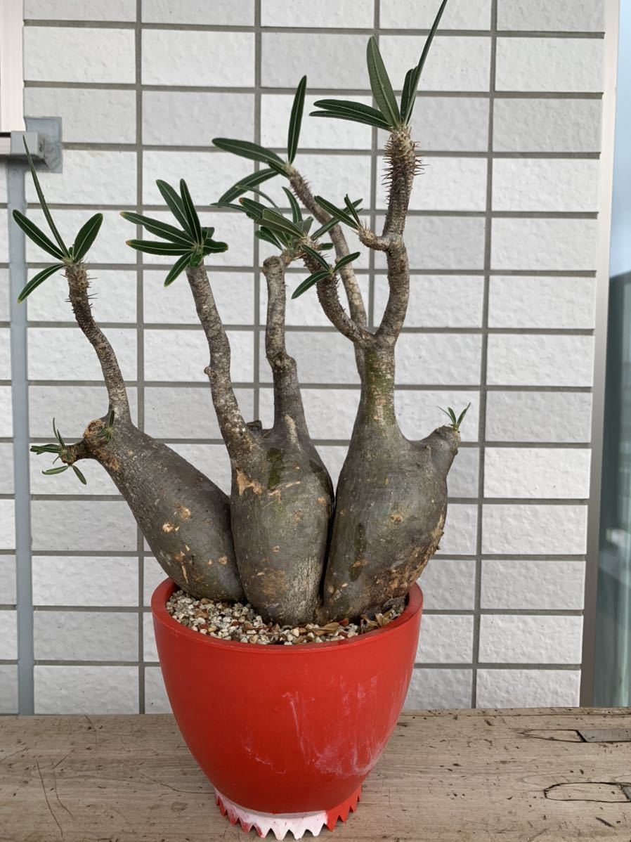 パキポディウム グラキリス 4頭株 良型 大型株 発根済み Pachypodium