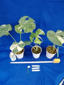観葉植物のヤフオク の相場 価格を見る ヤフオク の観葉植物のオークション売買情報は1 0件が掲載されています