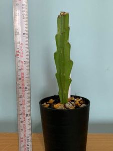 クジャクサボテンのヤフオク の相場 価格を見る ヤフオク のクジャクサボテンのオークション売買情報は74件が掲載されています