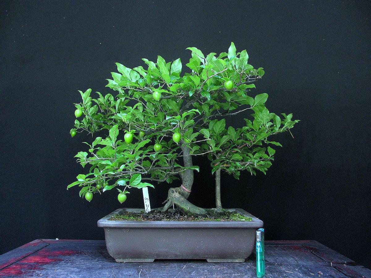 福助　老爺柿／ロウヤカキ　樹高３５㎝　紅実　実付き　中品　古樹　素材　９Ｂ２５８８６