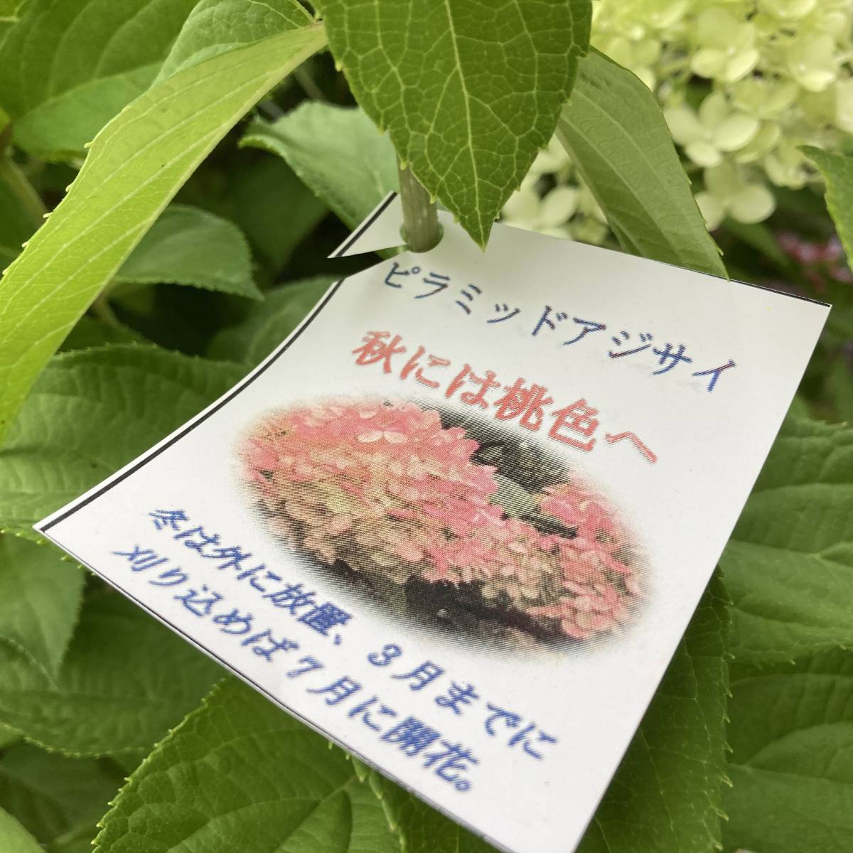 秋にはピンクに染まります 数量6 秋色変化アジサイ ノリウツギ ライムライト 5号鉢 花 売買されたオークション情報 Yahooの商品情報をアーカイブ公開 オークファン Aucfan Com 秋にはピンクに染まります 数量6 秋色変化アジサイ ノリウツギ ライムライト 5号鉢 花 売買されたオークション情報 Yahooの商品情報をアーカイブ公開 オークファン Aucfan Com