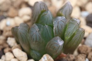 ハオルチア 花火のヤフオク の相場 価格を見る ヤフオク のハオルチア 花火のオークション売買情報は19件が掲載されています