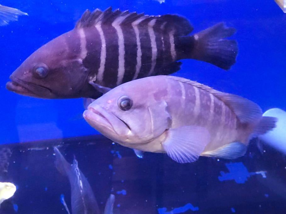 豊富な，送料無料 水や底背面が赤くならない！アロワナ マジカルレッド