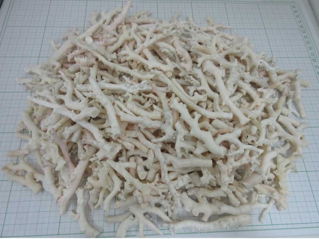 0803L29 本珊瑚 サンゴ 枝 約1310g サンゴ 枝 本珊瑚 宝石珊瑚