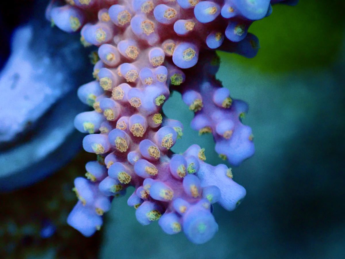 Aus産 Uca Fire Works Acropora ファイヤーワーク ミドリイシ Ucaミドリイシ 海水魚 売買されたオークション情報 Yahooの商品情報をアーカイブ公開 オークファン Aucfan Com