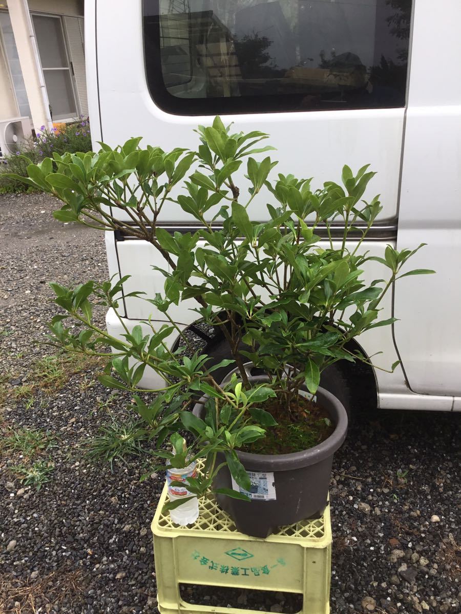 ミヤマシキミ 70センチ＊＊ ミヤマシキミ | 植物写真鑑