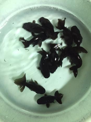 金魚 黒らんちゅう３匹 4ｃｍ 真っ黒ランチュウ タイ産 金魚 売買されたオークション情報 Yahooの商品情報をアーカイブ公開 オークファン Aucfan Com
