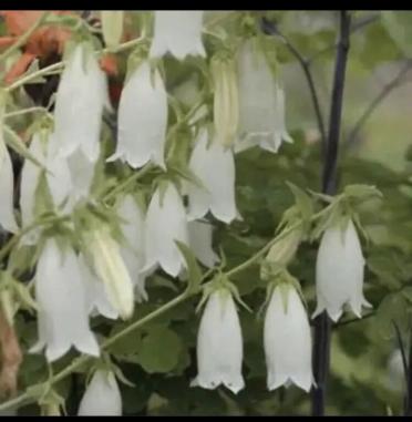 カンパニュラのヤフオク の相場 価格を見る ヤフオク のカンパニュラのオークション売買情報は45件が掲載されています