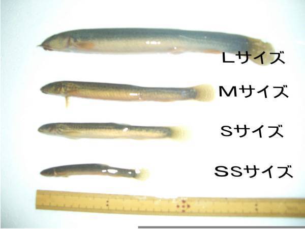 真空パック冷凍 どじょう ドジョウ Lサイズ 500g 送料最安値 同梱何個 もｏｋ 古代魚 肉食魚の餌に 釣り 冷凍えさ どじょう 売買されたオークション情報 Yahooの商品情報をアーカイブ公開 オークファン Aucfan Com