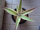 ★Agave guiengola marginata　アガベ　グエンゴーラ覆輪 02★_1