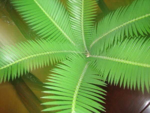 ソテツ 大株のディオーン・エデュレ②実生から10年ぐらい(観葉植物