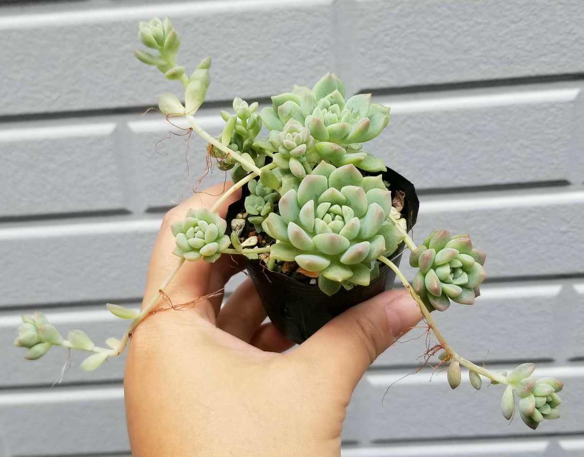 安い 激安 プチプラ 高品質 セダムプロリフェラ Sedum Prolifera 多肉植物 苗 Www Anavara Com