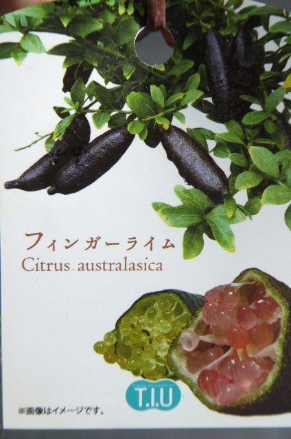 即決3270円♪柑橘系果樹苗フィンガーライム・イエローサンシャイン