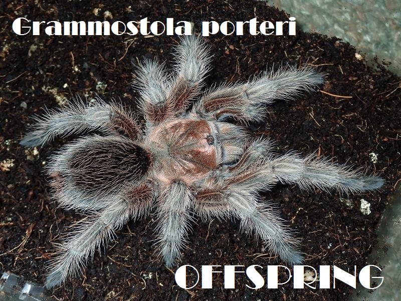 人気セール，高品質 2.5-3cm チリアンコモン Grammostola porteri ローズヘアータランチュラ(虫類)｜売買されたオークション情報、yahooの商品情報をアーカイブ公開 - オークファン その他