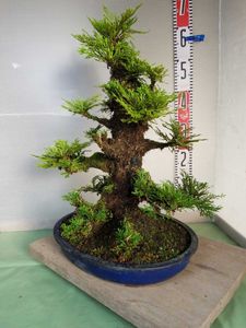 イワヒバのヤフオク の相場 価格を見る ヤフオク のイワヒバのオークション売買情報は0件が掲載されています