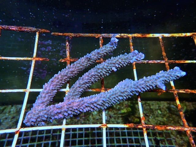Ancolie Coral(アンコリコーラル)エダコモンサンゴ オレンジポリプ