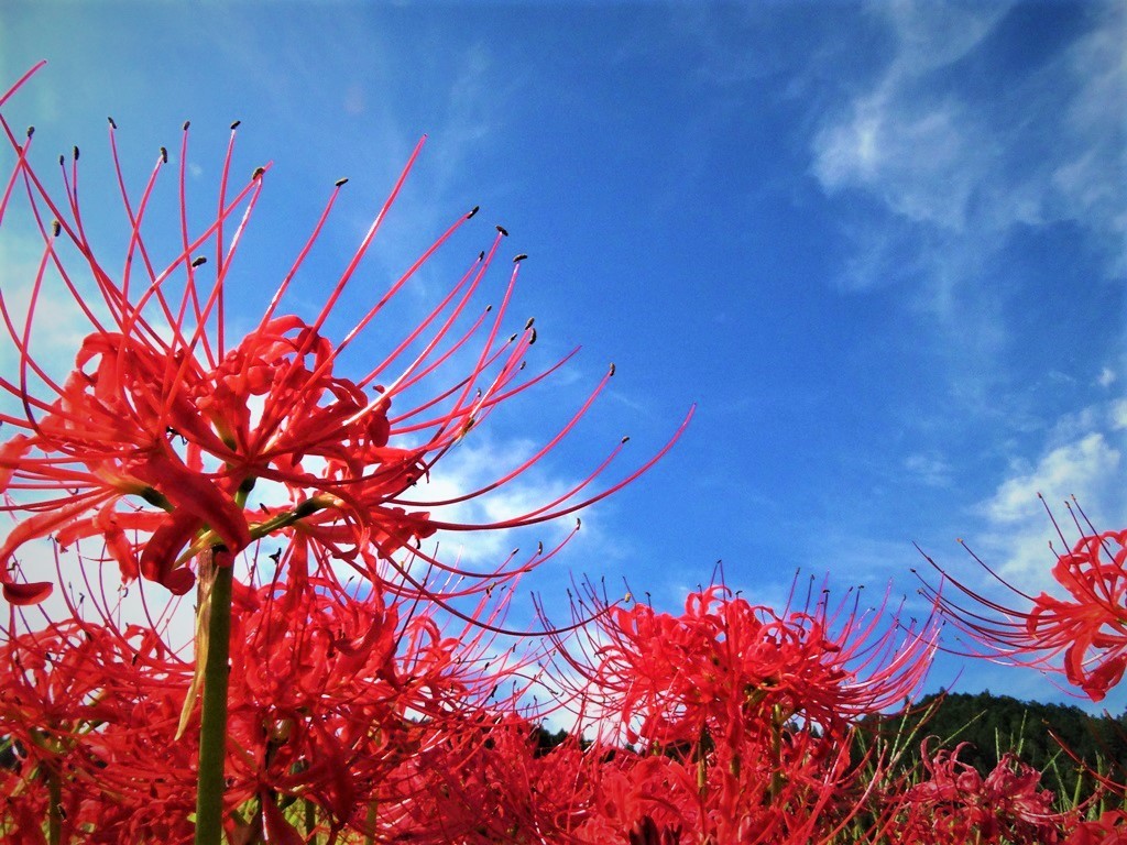 彼岸花原種球根15個 A マンジュシャゲ 山野草 リコリス 原種 栃木県産 濃色花 曼珠沙華 球根 売買されたオークション情報 Yahooの商品情報をアーカイブ公開 オークファン Aucfan Com