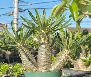 独特の素材 多頭株 陶器鉢 ホロンベンセ パキポディウム 植物 観葉植物 Pbha Org