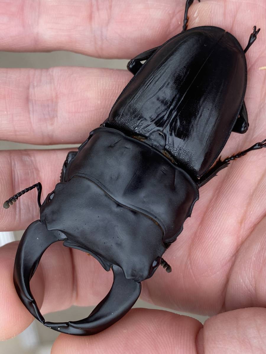 2026年最新ホペイのクワガタ成虫を探そう|外国産の魅力的な商品が 2026年最新ホペイのクワガタ成虫を探そう|外国産の魅力的な商品が