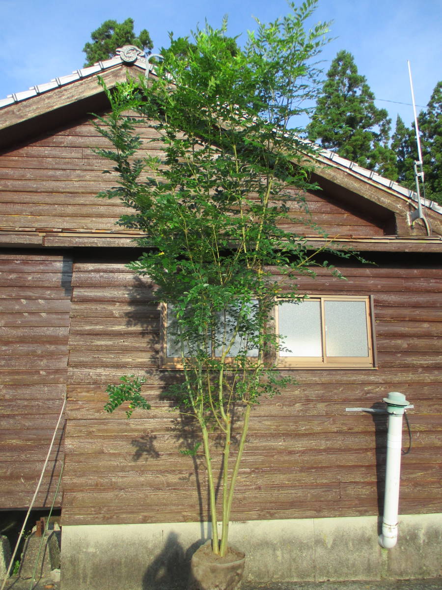 S.H.Figuarts 仮面ライダークロスセイバー　6個セット 21189☆蘇鉄の苗木