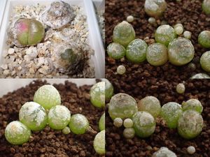 ブルゲリのヤフオク の相場 価格を見る ヤフオク のブルゲリのオークション売買情報は78件が掲載されています