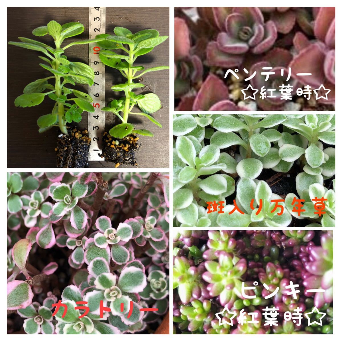 2 韓国多肉植物入り アロマティカス抜き苗 ペンテリー ピンキー カラトリー 斑入り万年草 カット苗 ネコポス発送 超お得 サボテン 売買されたオークション情報 Yahooの商品情報をアーカイブ公開 オークファン Aucfan Com