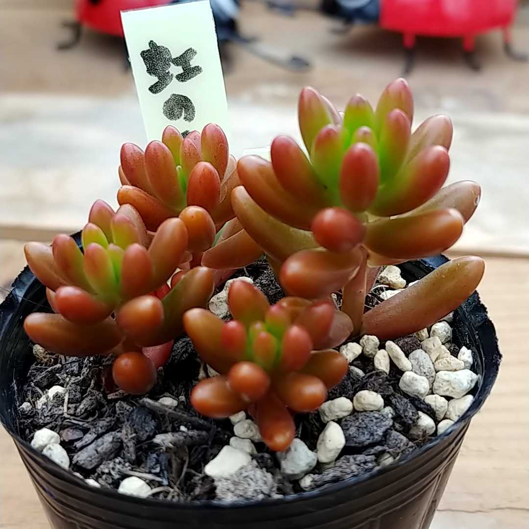 多肉植物セダム 虹の玉 32 サボテン 売買されたオークション情報 Yahooの商品情報をアーカイブ公開 オークファン Aucfan Com 多肉植物セダム 虹の玉 32 サボテン 売買されたオークション情報 Yahooの商品情報をアーカイブ公開 オークファン Aucfan Com