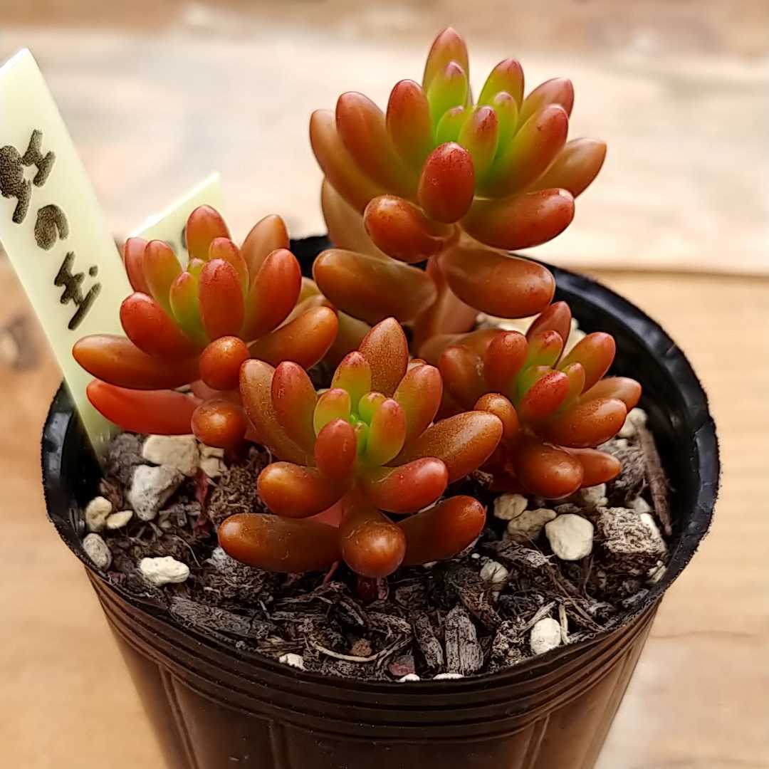多肉植物セダム 虹の玉 32 サボテン 売買されたオークション情報 Yahooの商品情報をアーカイブ公開 オークファン Aucfan Com 多肉植物セダム 虹の玉 32 サボテン 売買されたオークション情報 Yahooの商品情報をアーカイブ公開 オークファン Aucfan Com
